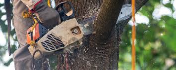 How Our Tree Care Process Works  in  Mineville, NY