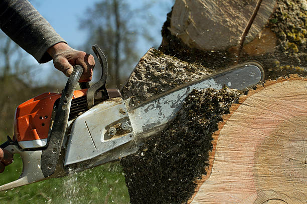 Best Tree Trimming and Pruning  in Mineville, NY