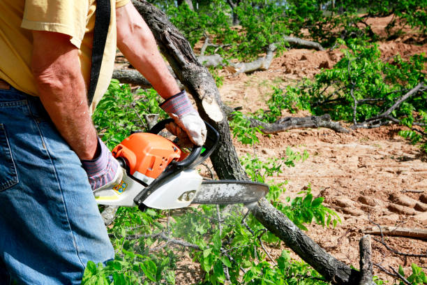 Trusted Mineville, NY Tree Services Experts